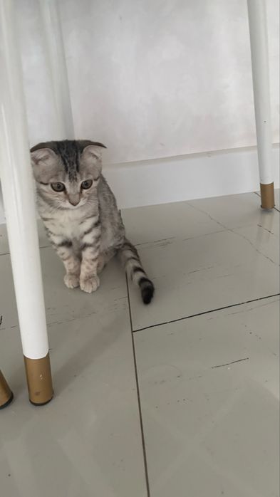 Катенок шотландсий мальчик