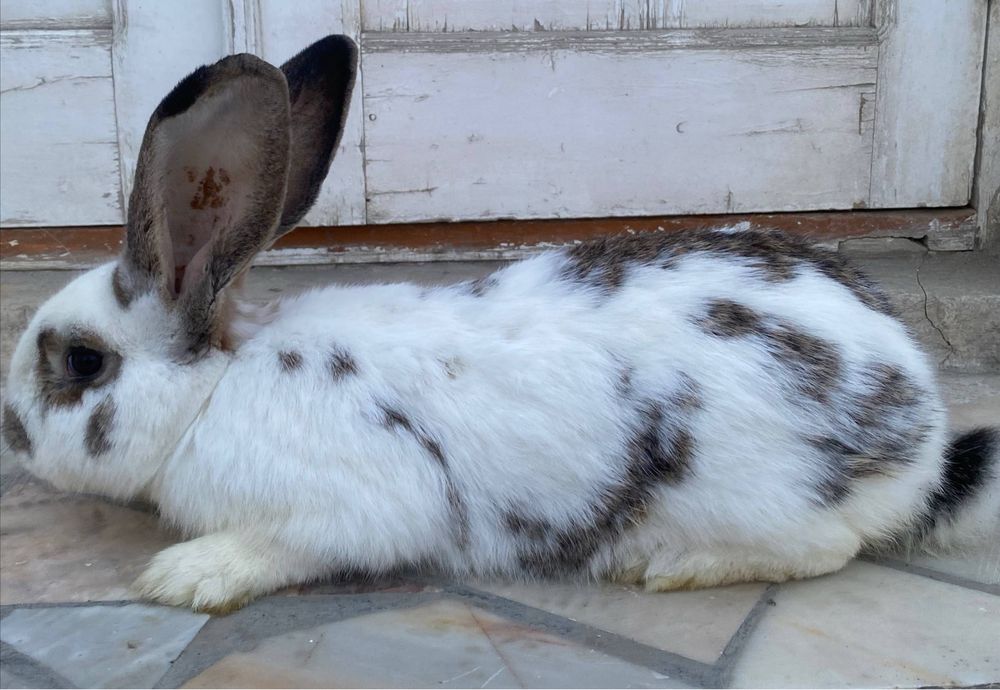 Velekan paroda quyon sotladi