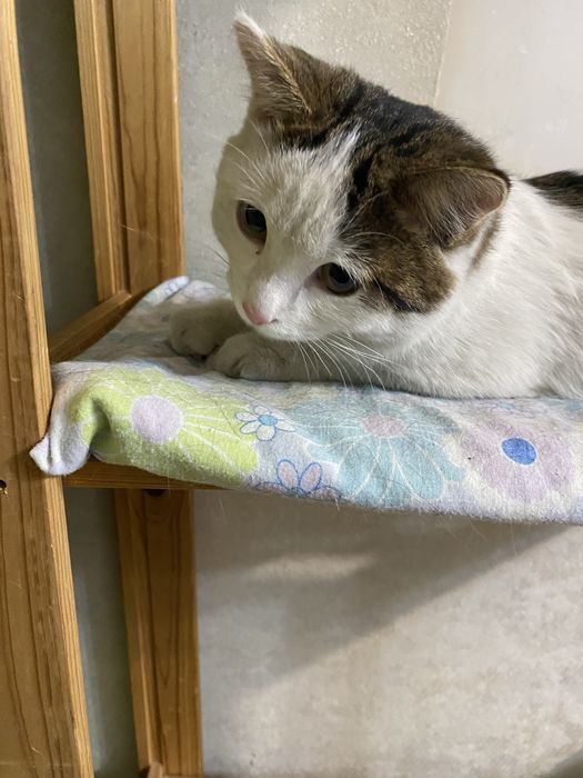 Дарю молодого котика