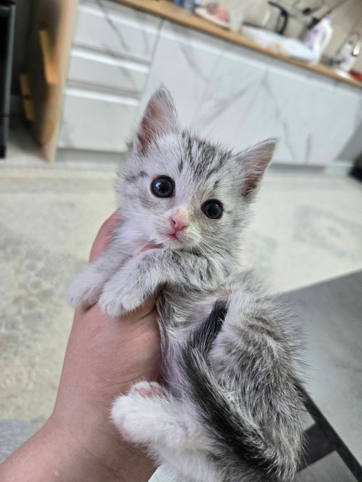Прямоухая шотландская кошка