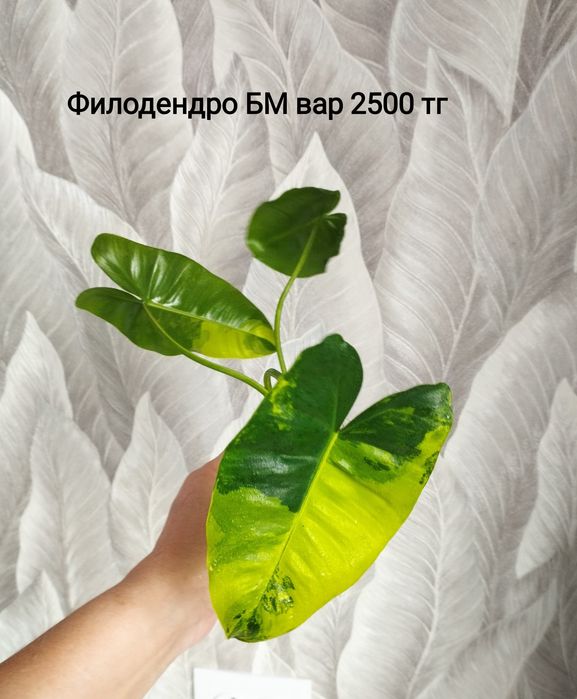 Цветы , филодендрон, хойя, замиакулькас