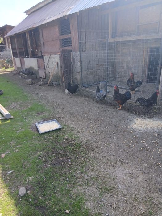 Pui si puici austrolop