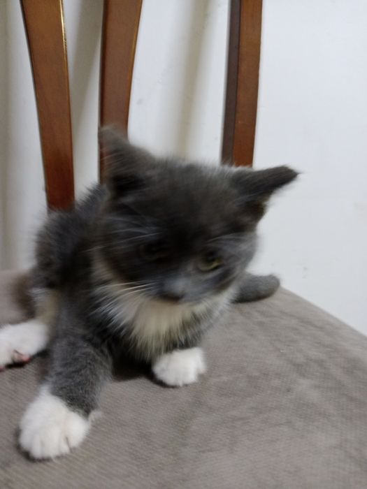 Отдам котенка в добрые руки!