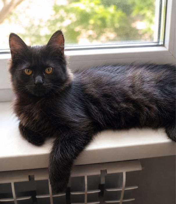 Котёнок в поисках дома
