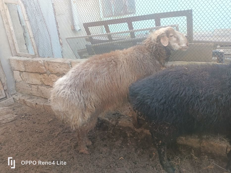 Кошкар сатылады   колдан бағылган