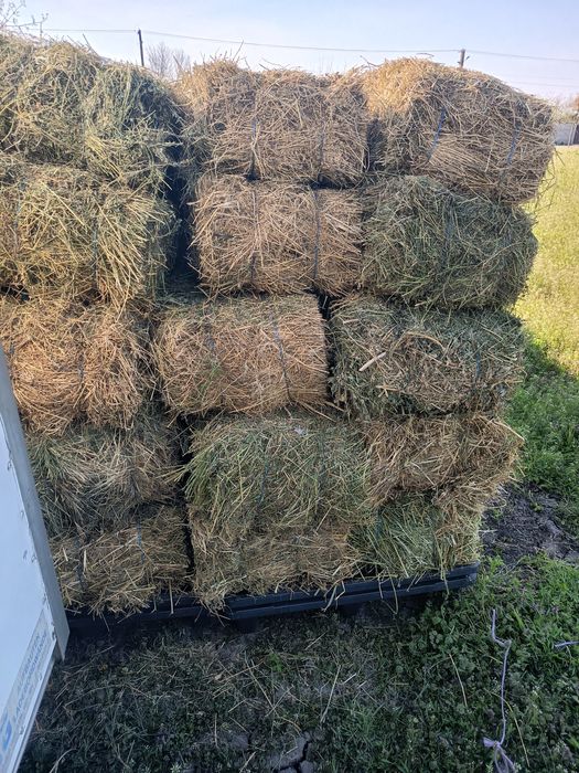 Lucernă de vânzare