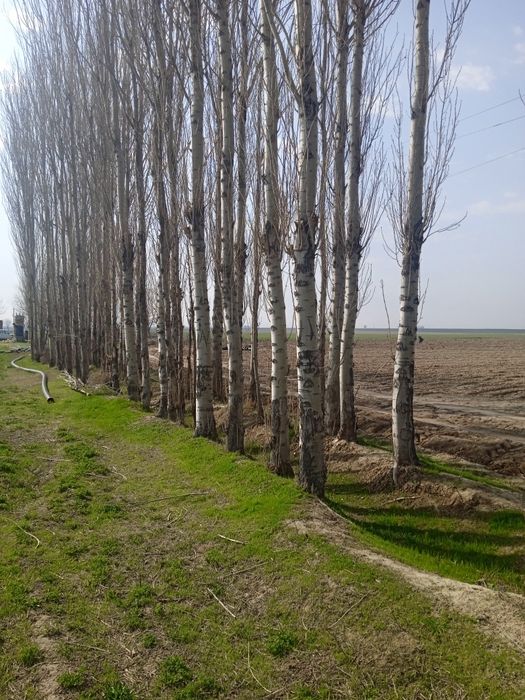 Тайёр оқ терак бор Зомин туманида. Нархини келишамиз!