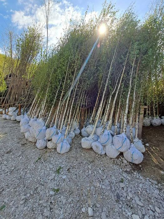 Mesteacăn cu coja alba tei fhotinia red robin