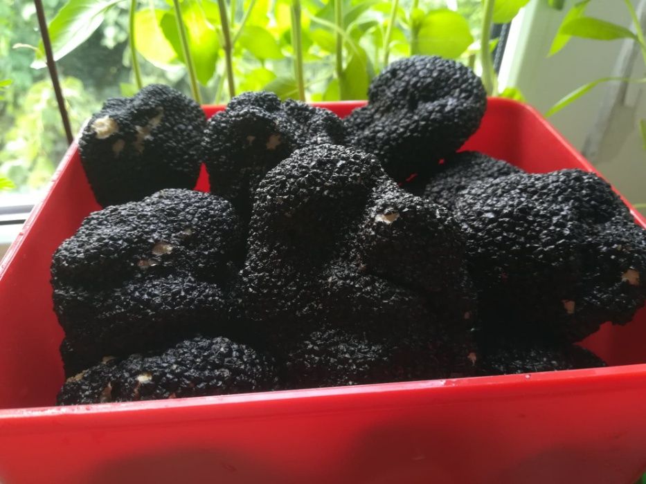 Trufe , kit bile din lemn + 50ml ulei pentru dresaj .