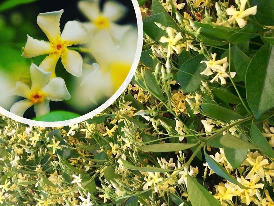 Жасмин 3-цвята (Вечнозелен)