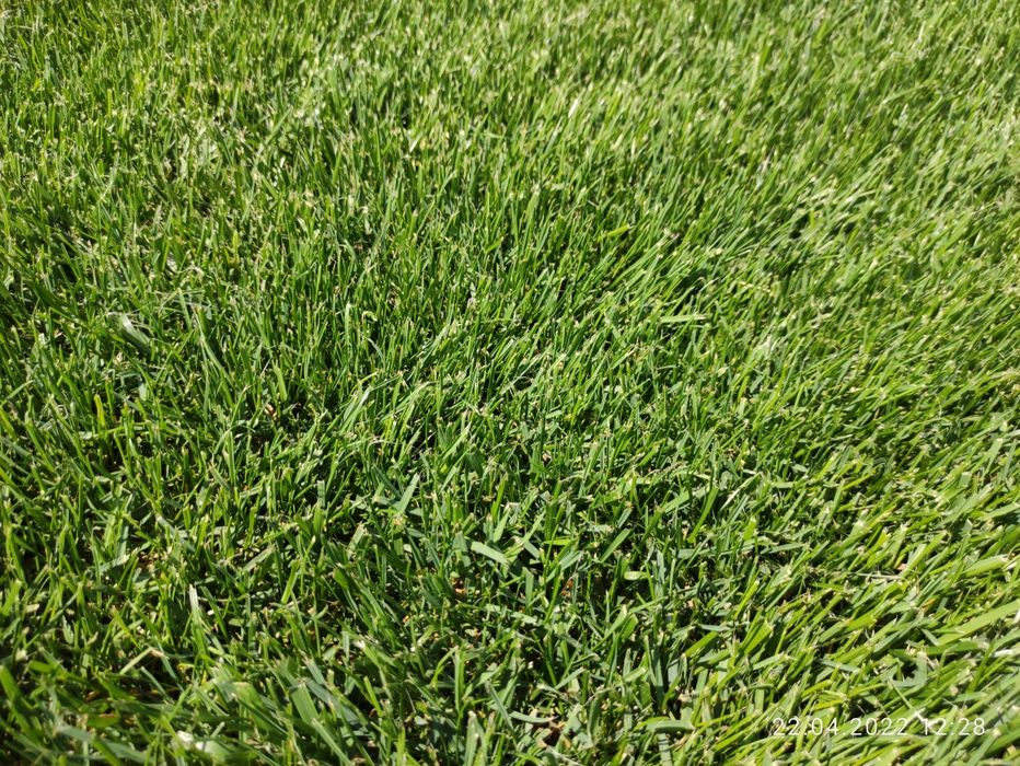 Продам рулонный газон. Биринчи қўл