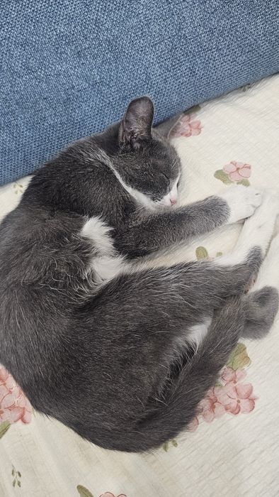 Котенок в добрые руки