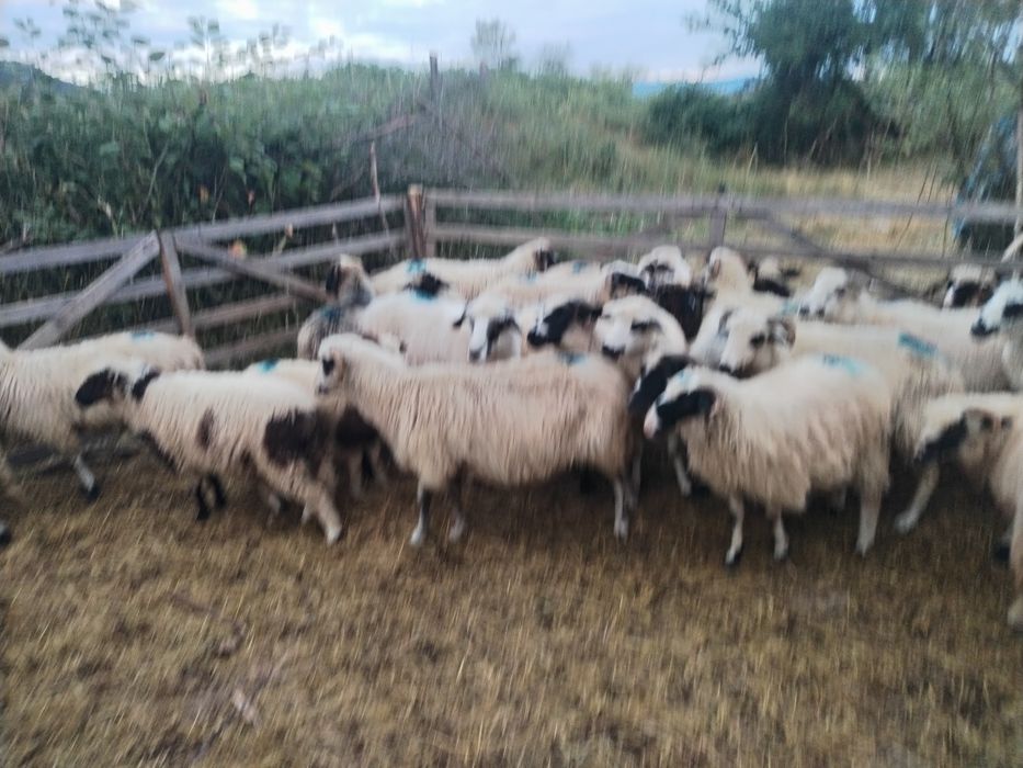 Își caută alta casă oi bune vând sau schimb cu vaci