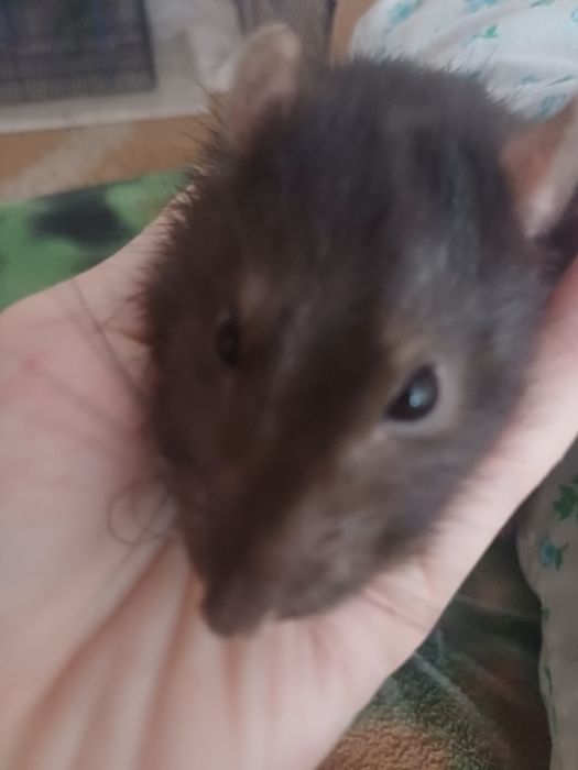 Взрослые крысы с клеткой