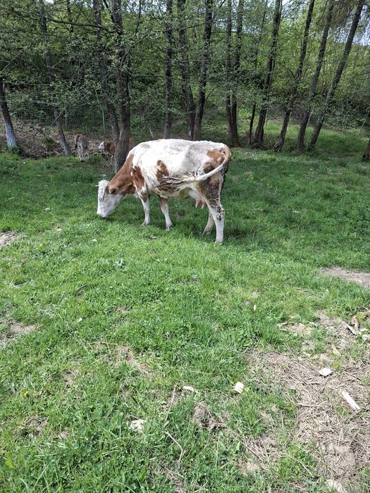 Vând două vaci cu viței
