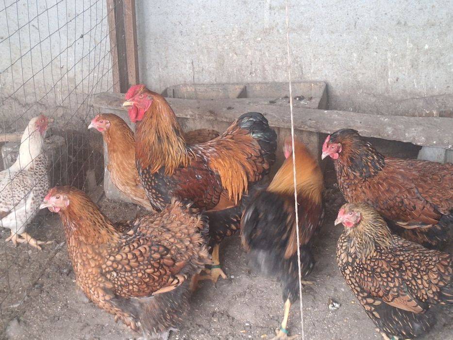 Vând ouă de la găini de rasă.