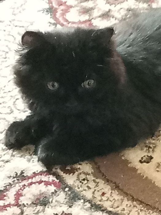 Котик четырех месяцев