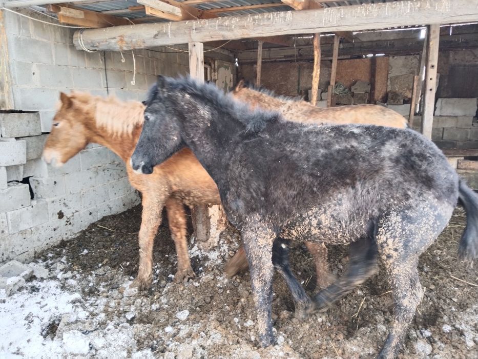 Бордакы тайлар сатылады