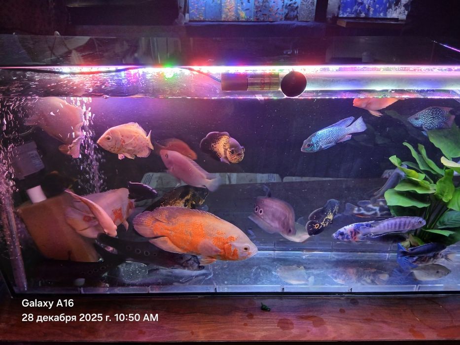 Большие Аквариумные  рыбы