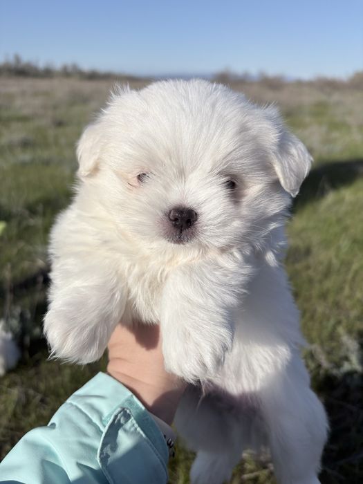 Продам Мальтезе.