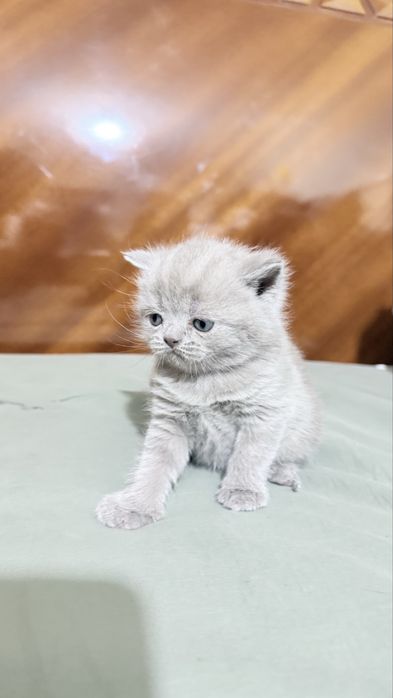 Британцы котята