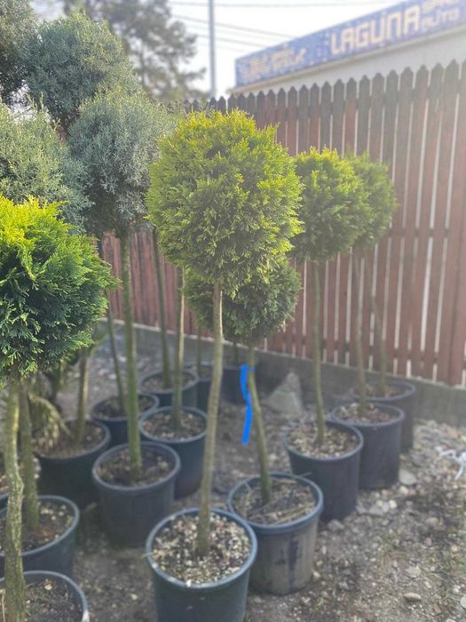 Plante Decorative Premium – Aspect Dens și Servicii Profesionale