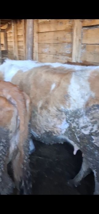 Продам коров,телят,молодняк