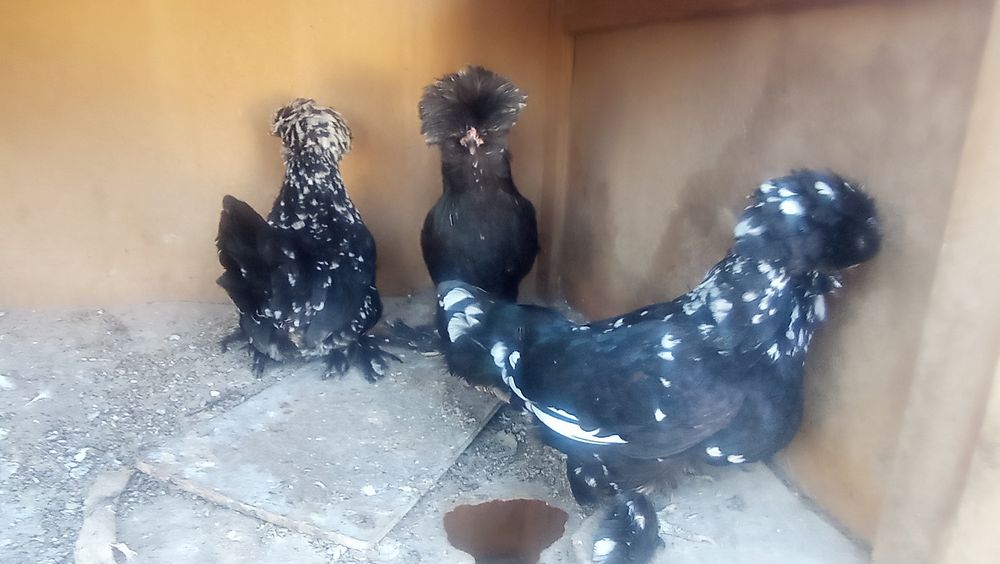 Koreys tovuq va xorozlar sotiladi