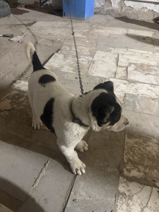 Продам шенка алабая