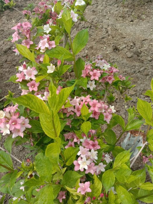 Девичий виноград,текома,кампсис,гортензия,вейгела,вечнозел.плющ,лиана