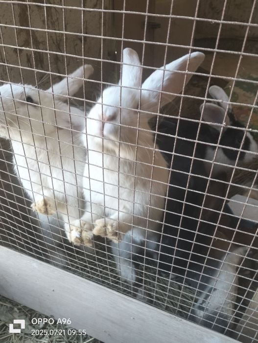 Кояндар сатылады