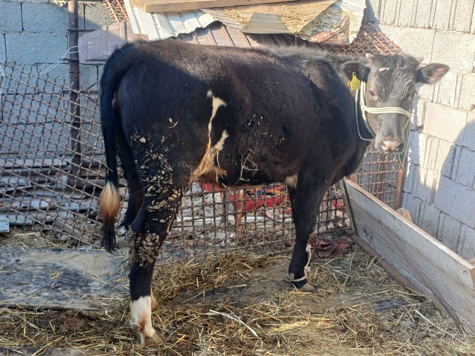 Тана семіз бордақы