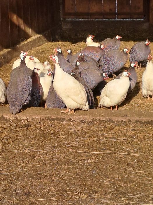 Vând bibilici românești