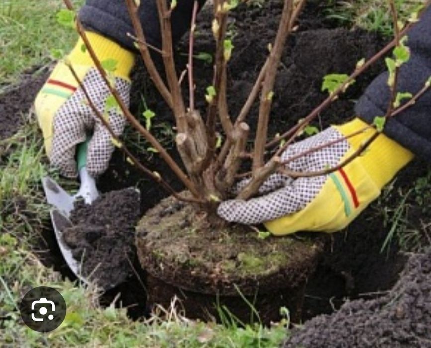 Посадка-пересадка  деревьев