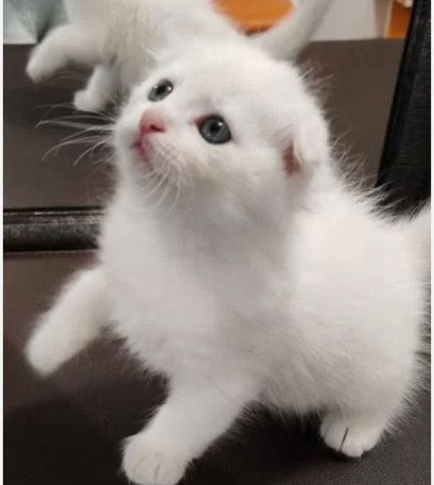 Котята скоттиш фолд