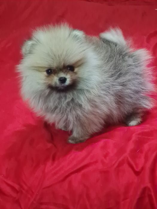 Померан мини женско