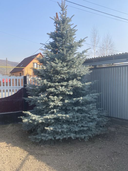 Ель голубая высота +4м