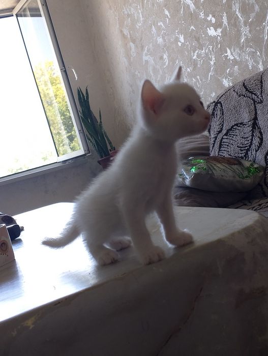 Котята породистые