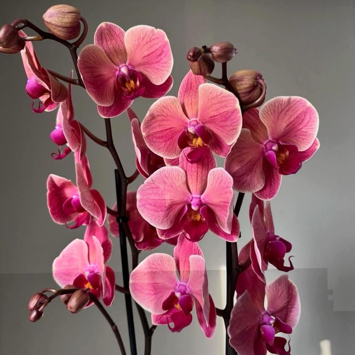 Орхидеи 70 см! На 8 марта! Нидерланды