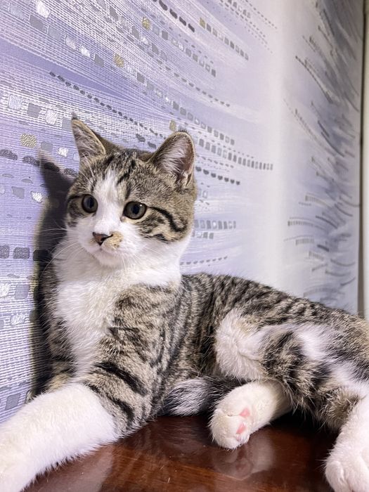 скоттиш страйт 5 - месяцев