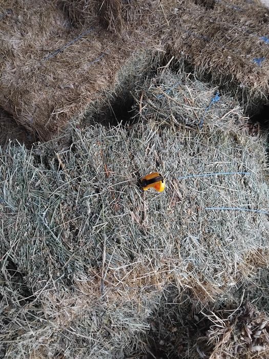 Vând Baloți Pătrați De Lucernă