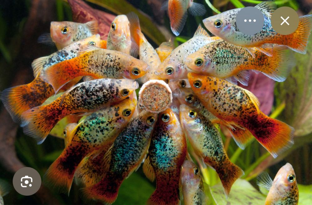 Продам рыбки живородки.