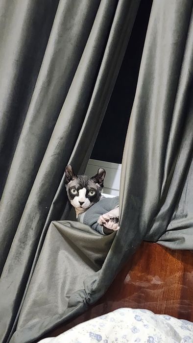 Нужна девочка сфинкс на вязку