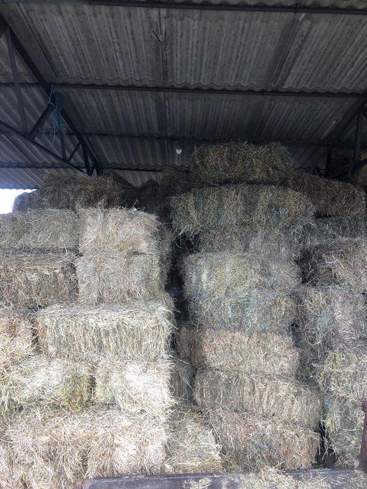 Baloți lucernă, semănătură și iarbă de coastă