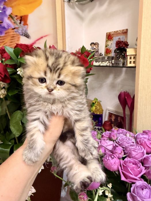 Британска золотая шиншилла табби!