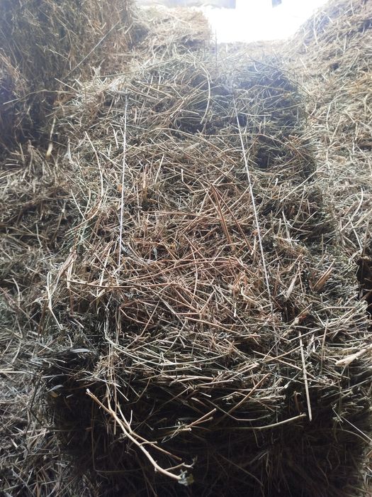 Жонышка шоп сатылады