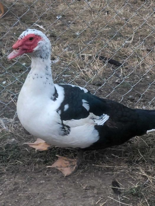 Rațe de vânzare tinere.