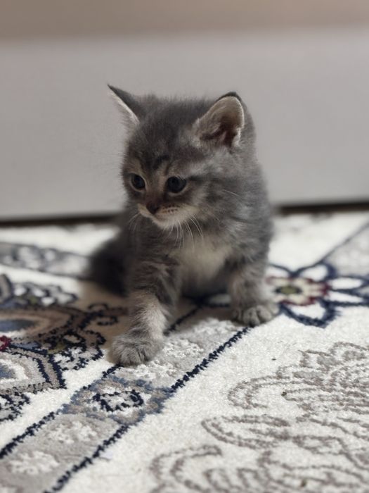 5 Котята шиншилла