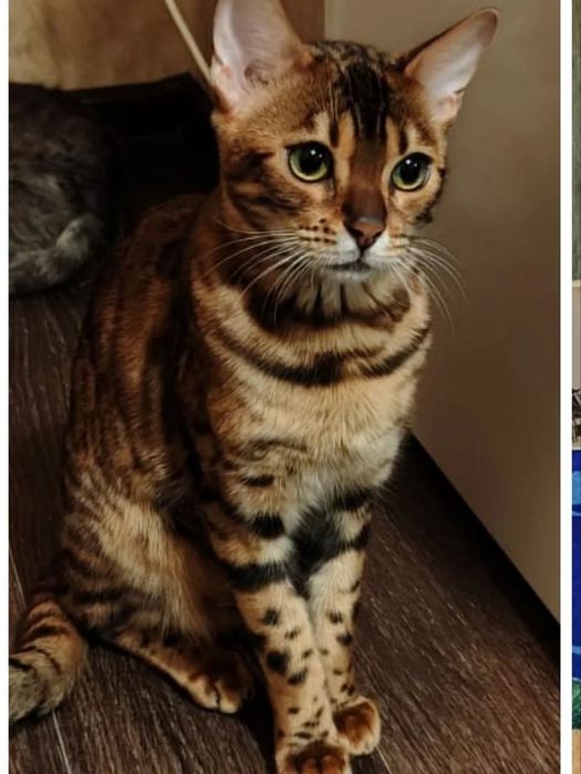 Продам бенгальских котят