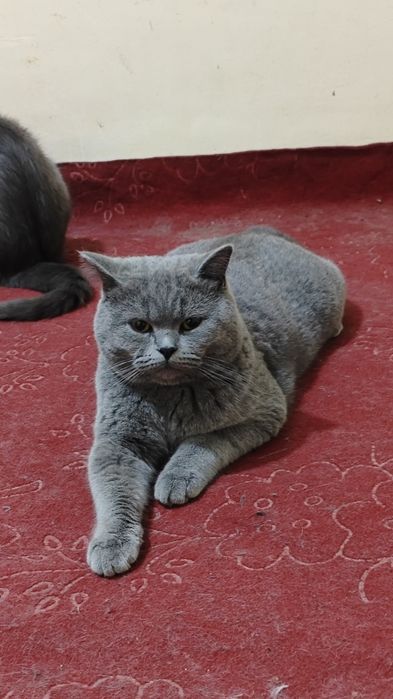 Britaniya kalta yungli sotladi